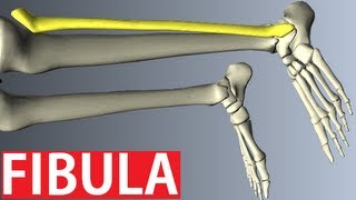 Fibula Anatomy  Lower Limbs Anatomy Tutorial [upl. by Willis]