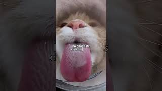 This is a Scary Tongue The Secret of a Cat’s Tongue [upl. by Nialb]