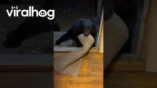 Sleepy Bear Tries To Hibernate In Rug  ViralHog [upl. by Ecidnac]