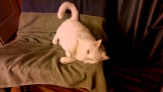 Amazing Super Loud Cat How do you know your cat is deaf Video 2 [upl. by Nwahsud625]