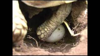 Die griechische Landschildkröte  Paarung Eiablage amp Ausschlüpfen Mai 2006 [upl. by Mile]