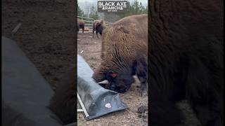 Bison Destroys His Feeder bisonranch bisonlove [upl. by Vashtee82]