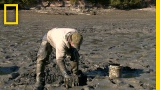 Pulling a Paycheck From the Mud  National Geographic [upl. by Ginder]