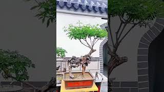 The Science Behind Chinese Bonsai Tree Microclimate Management for Optimal Growth Temperature [upl. by Auburta169]