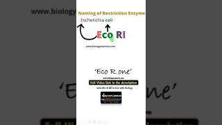 How are restriction enzymes named with example biologyexams4u [upl. by Adair]