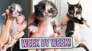 Learn How Baby Kittens Grow 08 Weeks [upl. by Selie863]