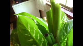 How To Prune Dieffenbachia [upl. by Vic]