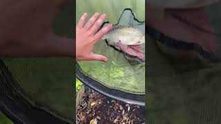 Huge breem 🤯 fishing fish release bigfish shorts viral [upl. by Rayshell]