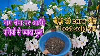 Nag Champa Plants Care Plumeria Pudica fertilizee How to Get more Flower on Nag champa [upl. by Eilyak]