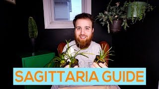 DWARF SAGITTARIA NARROWLEAF SAGITTARIA BROADLEAF SAGITTARIA  CARPETING AQUARIUM PLANT CARE GUIDE [upl. by Leirraj]