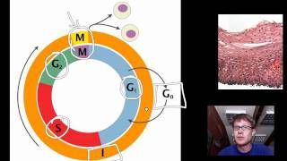 Cell Cycle Mitosis and Meiosis [upl. by Sadnalor102]