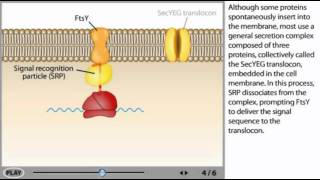 Protein transport Animation [upl. by Nolrev68]