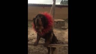 Tibet Nomad dog བོད་ཀྱིས་འབྲོག་ཁྱི [upl. by Marsha]