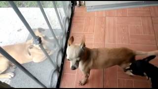 Perros chihuahuas ladrando [upl. by Wilber608]