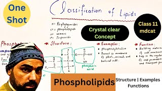 classification of lipids in one shot  phospholipids structure  Examples and functions  urdu hindi [upl. by Htenek914]