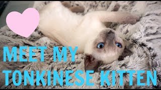 MEET MY TONKINESE KITTEN [upl. by Enidaj995]