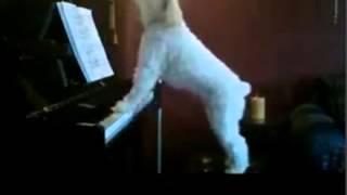 Hund spielt Klavier [upl. by Hanser]