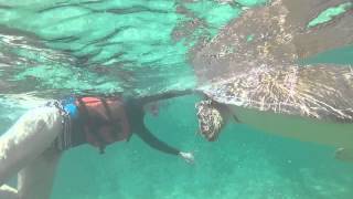 Swimming with turtles [upl. by Karwan]