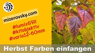 Herbst Farben mit der Lumix G9 II einfangen  mizerovskycom [upl. by Pomeroy]