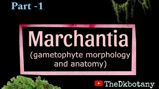 Barchantia gametophyte morphology and anatomy  bryophyte [upl. by Idou]