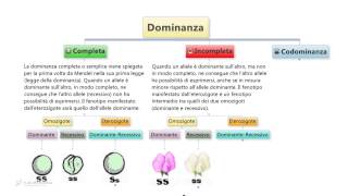 Dominanza completa incompleta codominanza [upl. by Ddet]