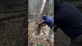 Chainsaw cutting the woods chainsaws hardwaretools viralvideo foryou [upl. by Yecad]