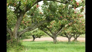 TOUT POUR BIEN COMPRENDRE LA TAILLE DE FORMATION DE POMMIER [upl. by Jemma]