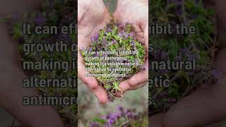 Thyme  A Powerful Herb with Dual Benefits of Antimicrobial and Antispasmodic Properties [upl. by Le]