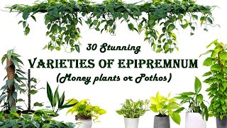 30 Stunning varieties of Epipremnum  Money plant  Pothos  Beautiful Aroids for Indoor  Outdoor [upl. by Ramu807]