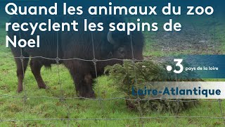 Quand les sapins de Noël sont recyclés dans lestomac des animaux des parcs [upl. by Niledam]