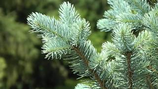 Picea pungens Iseli Fastigiate [upl. by Eixirt]