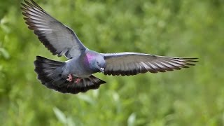 urban pigeon shootingover 100 birds shot [upl. by Cheke179]