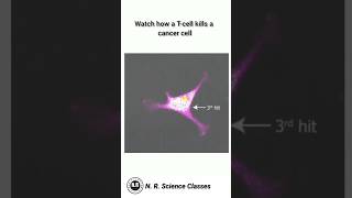 how to T cell kills a cancer cell  T cell cancer cell को कैसे मारता है।  biology shorts [upl. by Leibrag]