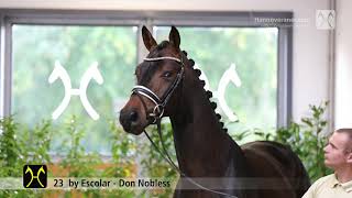 Verden Stallion Licensing 2021  Dressage  Nov 46  No 23 Stallion by Escolar  Don Nobless [upl. by Annwahsal]