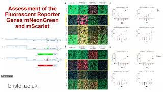 Flash Isobel Webb  Replacing SARSCoV2 ORF3a gene with fluorescent reporter genes [upl. by Eimam]