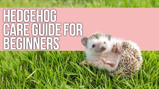 Hedgehog Care Guide for Beginners [upl. by Anerbes649]