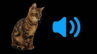 Cat MeowPurr Sound Effects  Free Sound Pack HD  No Copyright [upl. by Adnoraj]