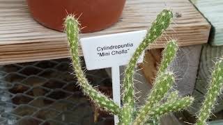 CYLINDROPUNTIA quotMINI CHOLLAquot CACTUS PLANT [upl. by Kremer]