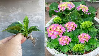 Hydrangea leaves form young plants quickly with just a few drops of this resin [upl. by Hitoshi632]