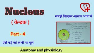 Nucleus  केन्द्रक   Function  anatomy and physiology [upl. by Nielson363]