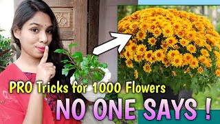 PRO Tricks and Tips to Get More Chrysanthemum Flowers  Chrysanthemum Plant Care  Plantalogy [upl. by Eerol]