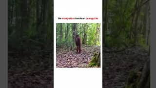 Un orangután en LIBERTAD [upl. by Noraa958]