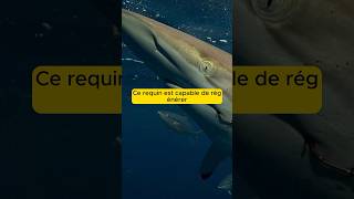 CE REQUIN PEUT RÉGÉNÉRER ses nageoires  shorts animaux documentaire [upl. by Berg]