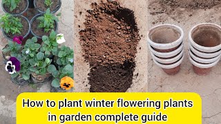 How to plant new purchase winter flowering plants seedling in garden اردوहिंदी [upl. by Ynnol]