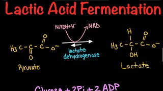 Lactic Acid Fermentation  Biochemistry [upl. by Iatnahs978]