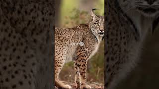 Iberian lynx theriantropy lynx cat cat therianrights [upl. by Filemon]