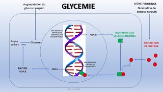 Cortisol et glycémie  épreuve de spécialité SVT session 2022 [upl. by Kaazi]