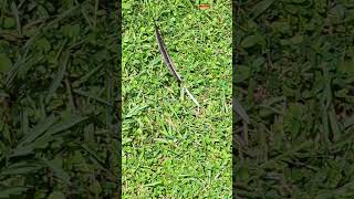 Large Feather in Grass Moving in Wind on Lockwood Boulevard Oviedo Florida [upl. by Avlem]