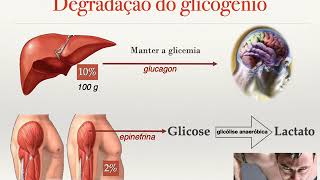 Metabolismo carboidratos Medicina [upl. by Orson]