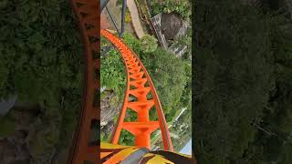 Conquering Tigris at Busch Gardens 🐯 🌾 rollercoaster amusementpark themepark buschgardens [upl. by Camile489]